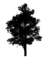 Realistic tree silhouette isolated on transparent background with clipping path and alpha channel png
