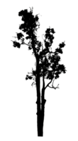Realistic tree silhouette isolated on transparent background with clipping path and alpha channel png