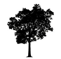 Realistic tree silhouette isolated on transparent background with clipping path and alpha channel png