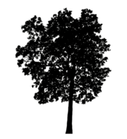 Realistic tree silhouette isolated on transparent background with clipping path and alpha channel png