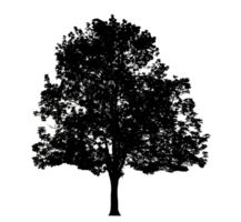 Realistic tree silhouette isolated on transparent background with clipping path and alpha channel png