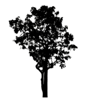 Realistic tree silhouette isolated on transparent background with clipping path and alpha channel png