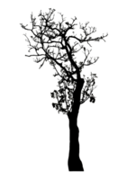 Realistic tree silhouette isolated on transparent background with clipping path and alpha channel png