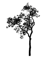 Realistic tree silhouette isolated on transparent background with clipping path and alpha channel png