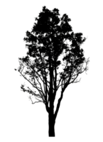 Realistic tree silhouette isolated on transparent background with clipping path and alpha channel png