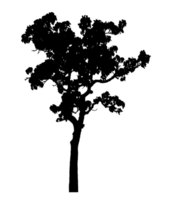 Realistic tree silhouette isolated on transparent background with clipping path and alpha channel png