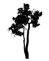 Realistic tree silhouette isolated on transparent background with clipping path and alpha channel png