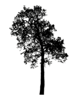 Realistic tree silhouette isolated on transparent background with clipping path and alpha channel png