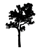 Realistic tree silhouette isolated on transparent background with clipping path and alpha channel png