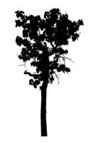 Realistic tree silhouette isolated on transparent background with clipping path and alpha channel png