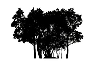 Realistic tree silhouette isolated on transparent background with clipping path and alpha channel png
