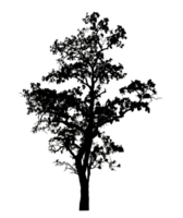 Realistic tree silhouette isolated on transparent background with clipping path and alpha channel png