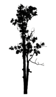 Realistic tree silhouette isolated on transparent background with clipping path and alpha channel png