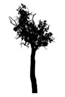 Realistic tree silhouette isolated on transparent background with clipping path and alpha channel png