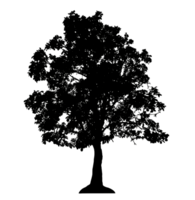 Realistic tree silhouette isolated on transparent background with clipping path and alpha channel png