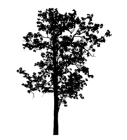 Realistic tree silhouette isolated on transparent background with clipping path and alpha channel png