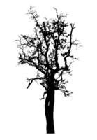 Realistic tree silhouette isolated on transparent background with clipping path and alpha channel png