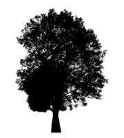 Realistic tree silhouette isolated on transparent background with clipping path and alpha channel png
