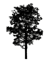 Realistic tree silhouette isolated on transparent background with clipping path and alpha channel png