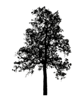Realistic tree silhouette isolated on transparent background with clipping path and alpha channel png