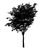Realistic tree silhouette isolated on transparent background with clipping path and alpha channel png