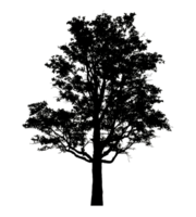 Realistic tree silhouette isolated on transparent background with clipping path and alpha channel png