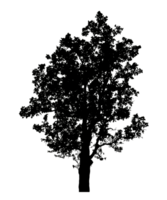 Realistic tree silhouette isolated on transparent background with clipping path and alpha channel png
