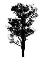 Realistic tree silhouette isolated on transparent background with clipping path and alpha channel png