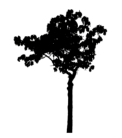 Realistic tree silhouette isolated on transparent background with clipping path and alpha channel png