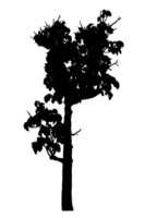 Realistic tree silhouette isolated on transparent background with clipping path and alpha channel png