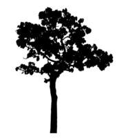 Realistic tree silhouette isolated on transparent background with clipping path and alpha channel png