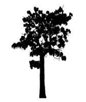 Realistic tree silhouette isolated on transparent background with clipping path and alpha channel png