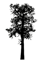 Realistic tree silhouette isolated on transparent background with clipping path and alpha channel png