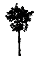 Realistic tree silhouette isolated on transparent background with clipping path and alpha channel png