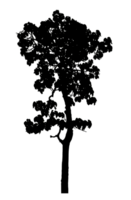 Realistic tree silhouette isolated on transparent background with clipping path and alpha channel png