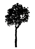 Realistic tree silhouette isolated on transparent background with clipping path and alpha channel png