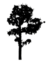 Realistic tree silhouette isolated on transparent background with clipping path and alpha channel png