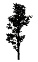 Realistic tree silhouette isolated on transparent background with clipping path and alpha channel png