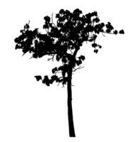 Realistic tree silhouette isolated on transparent background with clipping path and alpha channel png
