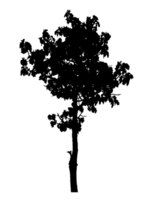 Realistic tree silhouette isolated on transparent background with clipping path and alpha channel png
