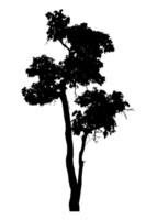 Realistic tree silhouette isolated on transparent background with clipping path and alpha channel png