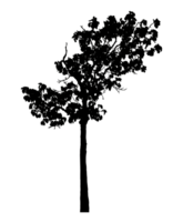 Realistic tree silhouette isolated on transparent background with clipping path and alpha channel png