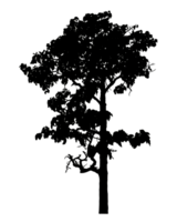 Realistic tree silhouette isolated on transparent background with clipping path and alpha channel png