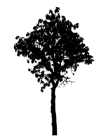 Realistic tree silhouette isolated on transparent background with clipping path and alpha channel png