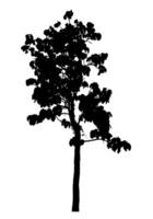 Realistic tree silhouette isolated on transparent background with clipping path and alpha channel png