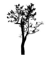 Realistic tree silhouette isolated on transparent background with clipping path and alpha channel png