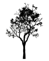 Realistic tree silhouette isolated on transparent background with clipping path and alpha channel png