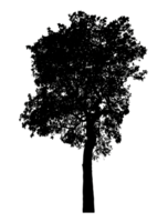 Realistic tree silhouette isolated on transparent background with clipping path and alpha channel png