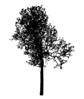 Realistic tree silhouette isolated on transparent background with clipping path and alpha channel png