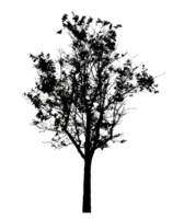 Realistic tree silhouette isolated on transparent background with clipping path and alpha channel png